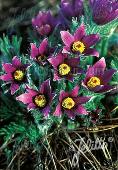 Pulsatilla vulgaris